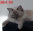 /album/vrh-b-prosinec-2011-1-5-roku/baila-prosinec-11-jpg1/